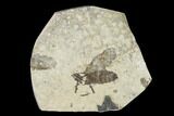 Fossil March Fly (Plecia) - Green River Formation #138494-1
